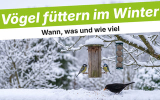 Verschneiter Garten mit Futtersilo, Meisen und Amsel