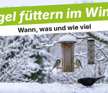 Verschneiter Garten mit Futtersilo, Meisen und Amsel