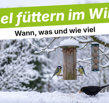 Verschneiter Garten mit Futtersilo, Meisen und Amsel