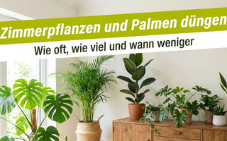 Wohnzimmer mit Monstera, Areca-Palme und Grünpflanzen – Zimmerpflanzen und Palmen düngen