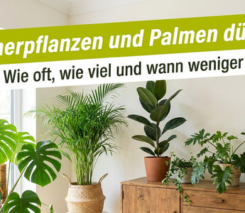 Wohnzimmer mit Monstera, Areca-Palme und Grünpflanzen – Zimmerpflanzen und Palmen düngen