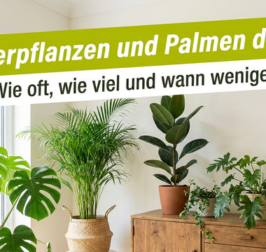 Wohnzimmer mit Monstera, Areca-Palme und Grünpflanzen – Zimmerpflanzen und Palmen düngen