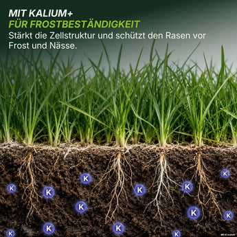 Ein Querschnitt zeigt gesundes, grünes Gras mit sichtbaren Wurzeln im Boden; die blauen „K“-Symbole unter dem Gras stehen für Kalium. Der deutsche Text hebt die Rolle von Kalium bei der Stärkung des Grases gegen Frost und Feuchtigkeit hervor, wodurch der „Premium – Herbst Rasendünger“ von TerraUno zur idealen Wahl wird.