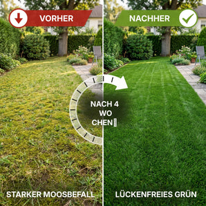 Split-Screen-Bild einer Rasenfläche in einem Hinterhof: Die linke Seite zeigt lückenhaftes, moosiges Gras mit der Aufschrift Vorher before, die rechte Seite zeigt gesundes, grünes Gras nach 4 Wochen effektiver Rasenpflege und Moosbekämpfung mit dem TerraUno Moosfrei Soforthilfe Set.