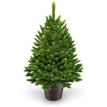 ArtiTree® Künstlicher Weihnachtsbaum - Premium Tanne im Topf  60cm   TerraUno