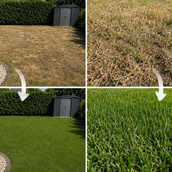 Eine Gartenverwandlung: Die oberen Bilder zeigen trockenes, lückiges Gras, das nachgesät werden muss; die unteren Bilder zeigen einen üppigen, grünen Rasen im selben Garten nach der Anwendung des „Herbst-Rasendünger-Sets + GRATIS Unkrautvernichter“ von TerraUno – Angebot. Weiße Pfeile heben in beiden Vergleichen die deutliche Verbesserung vom alten Rasen zum neuen, gesunden Rasen hervor.