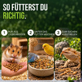Drei Bilder zeigen Haustiere, die TerraUno Premium-Mehlwürmer genießen: einen Hamster mit Würmern in einer Schale, Vögel mit Würmern im Futter und eine Eidechse, die auf dem Boden verstreute Premium-Mehlwürmer frisst.