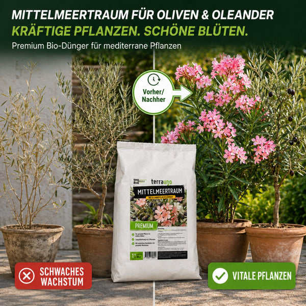 Oleander Vorher-Nachher: Schwaches Wachstum vs. vitale Pflanzen mit kräftiger Blüte durch Mittelmeertraum BIO-Dünger