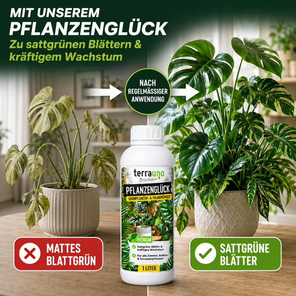 Pflanzenglück Grünpflanzendünger für sattgrüne Blätter und kräftiges Wachstum – Vorher-Nachher