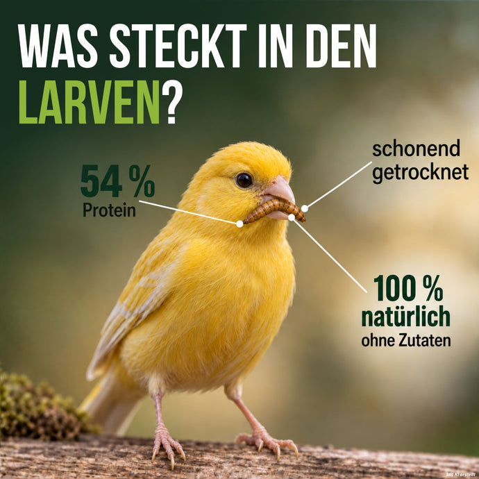 Kanarienvogel frisst getrockneten Mehlwurm – 54 % Protein, schonend getrocknet, ohne Zutaten