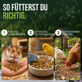 So fütterst du Mehlwürmer richtig: pur als Leckerbissen, unter das Futter mischen oder zum Scharren streuen
