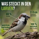 Spatz mit getrockneten Soldatenfliegenlarven im Schnabel – 40 % Protein, schonend getrocknet, ohne Zusätze