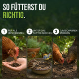 So fütterst du Soldatenfliegenlarven: pur aus der Hand, unter das Vogelfutter mischen oder für Hühner zum Scharren streuen