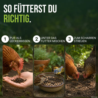 So fütterst du Soldatenfliegenlarven: pur aus der Hand, unter das Vogelfutter mischen oder für Hühner zum Scharren streuen