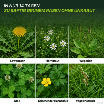 Rasterdarstellung von sechs häufig vorkommenden Rasenunkräutern – Löwenzahn, Vogelmiere, Wegerich, Klee, Kriechender Hahnenfuß und Knöterich – auf grünem Rasen. Der deutsche Text erklärt, wie „TerraUno Premium – Rasendünger mit Unkrautvernichter 22-5-5“ dazu beitragen kann, Ihren Rasen unkrautfrei zu halten, indem er eine gezielte Unkrautbekämpfung und ausgewogene NPK-Nährstoffe liefert.