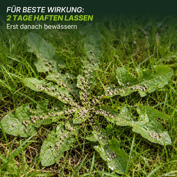 Das Bild zeigt einen grünen Rasen, der mit Granulat bestreut ist, und veranschaulicht die Wirkung von TerraUno Premium – Rasendünger mit Unkrautvernichter 22-5-5, der dazu beiträgt, Ihren Rasen unkrautfrei zu halten. Der obige deutsche Text lautet: „Für beste Wirkung: 2 Tage einwirken lassen. Erst danach bewässern.“ – Damit wird den Anwendern empfohlen, das Produkt zwei Tage lang einwirken zu lassen, bevor sie bewässern, um optimale Ergebnisse zu erzielen.