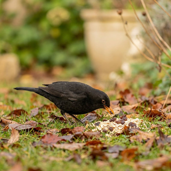 Amsel