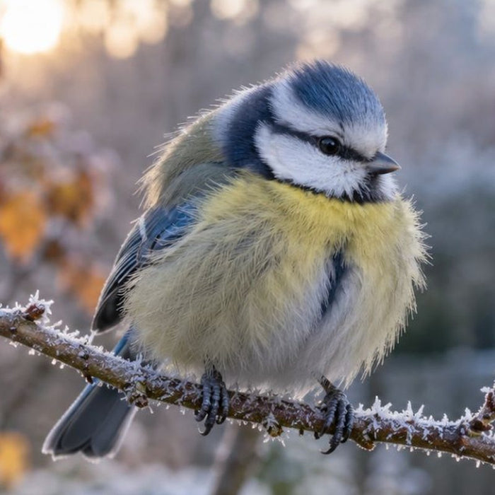 Blaumeise