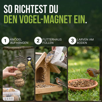 So richtest du den Vogel-Magnet ein: Meisenknödel aufhängen, Futterhaus füllen, Larven am Boden anbieten