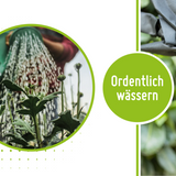 Unkrautvlies - 150 g/m²     TerraUno